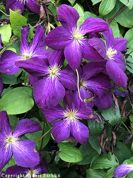 Clematis 'Jackmanii'